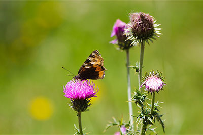 Fauna und Flora im Pfossental